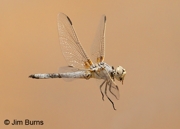 Bleached Skimmer male flying with prey item in mouth, Tooele Co., UT, July 2016