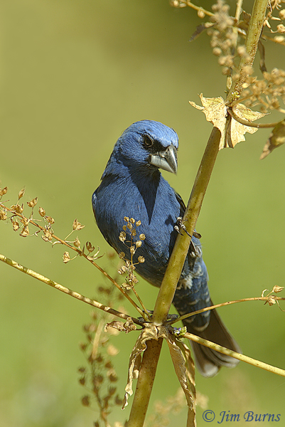 Blue Grosbeak, ventral view--1008