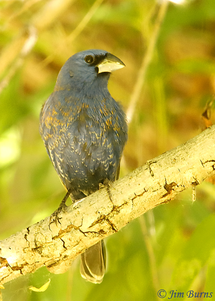 Blue Grosbeak male ventral close up in shade--2075