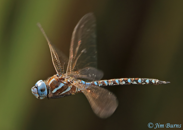 Blue-eyed Darner male in flight, Pinal Co., AZ, July 2021--0010
