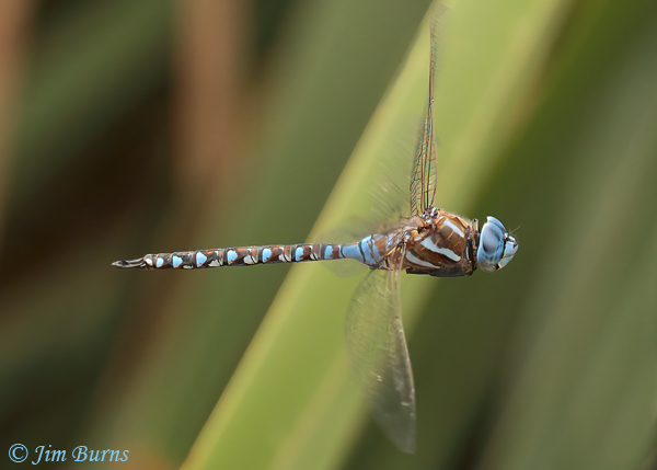 Blue-eyed Darner male in flight, Pinal Co., AZ, July 2021--0018
