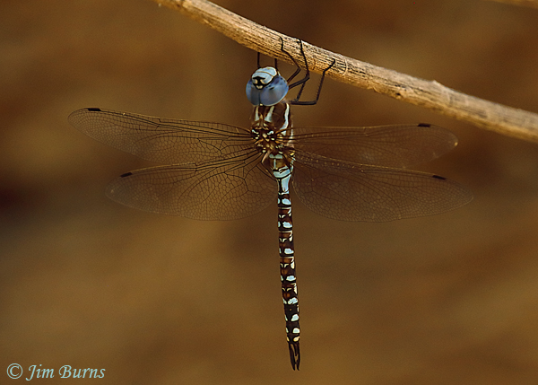 Blue-eyed Darner male dorsal view, Maricopa Co., AZ, September 2018--1135