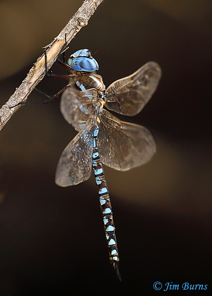 Blue-eyed Darner male, Pinal Co., AZ, July 2020--4905
