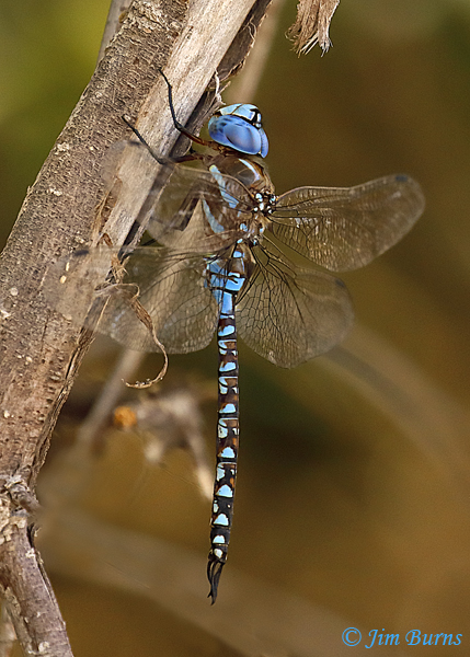 Blue-eyed Darner male, Pinal Co., AZ, July 2020--4906