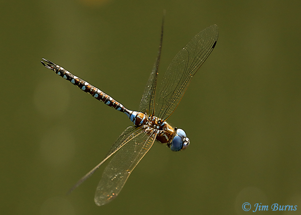 Blue-eyed Darner male in flight top shot, Pinal Co., AZ, September 2020--6599