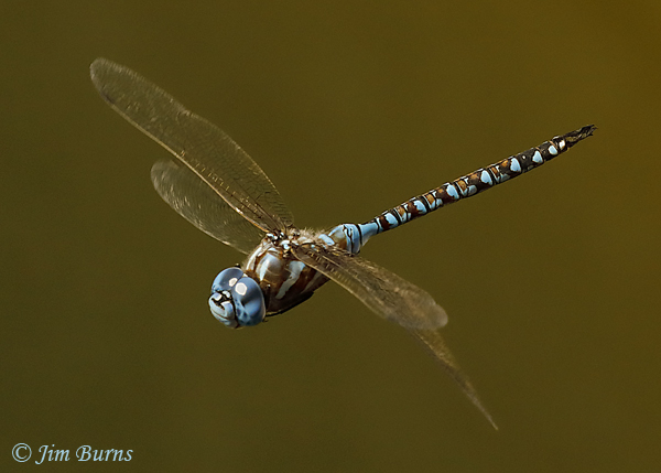 Blue-eyed Darner male in flight, Pinal Co., AZ, September 2020--6743