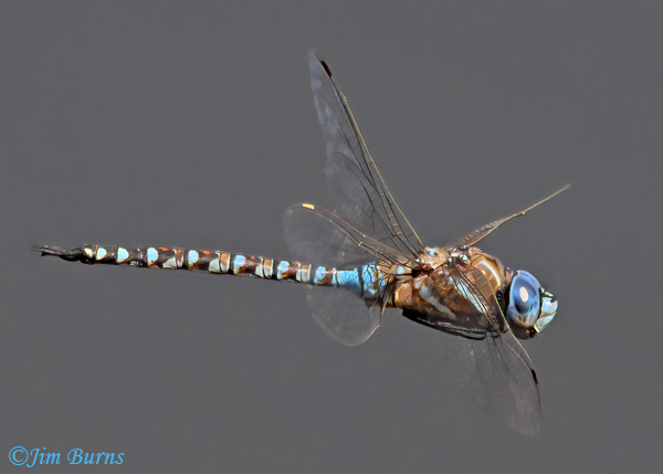Blue-eyed Darner male in flight, Pinal Co., AZ, October 2022--7114