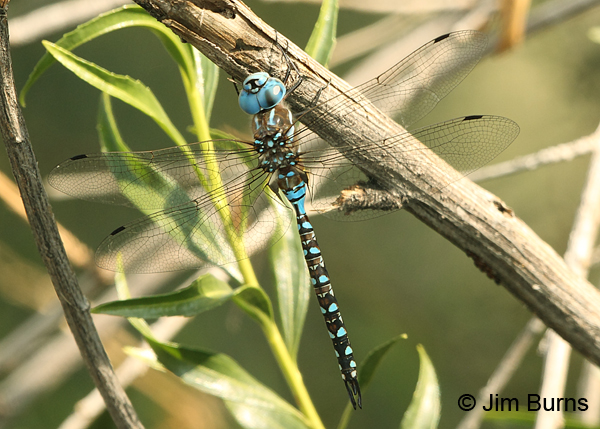 Blue-eyed Darner male, Pinal Co., AZ, September 2017