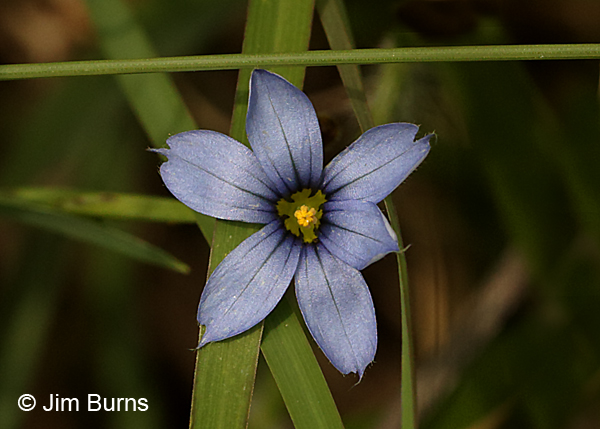 Blue-eyed Grass, North Carolina