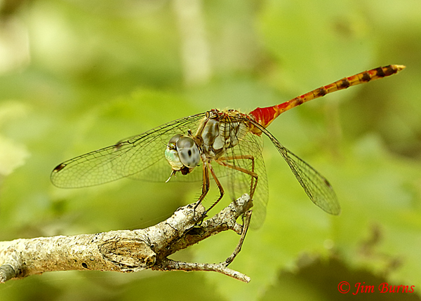 Blue-faced Meadowhawk male eating small fly, McCurtain Co., OK, August 2019--5834