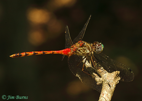 Blue-faced Meadowhawk male with dmaged wing, McCurtain Co., OK, August 2019--5871