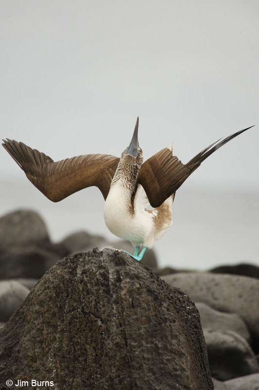 Blue-footed Booby male displaying