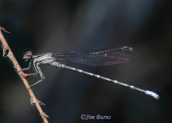 Blue-ringed Dancer immature male, Maricopa Co., AZ, July 2024--8171