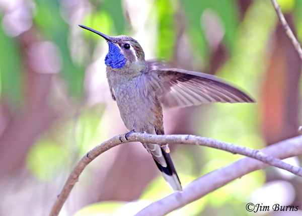 Blue-throated Mountain-Gem male flapping wings at rival--0025