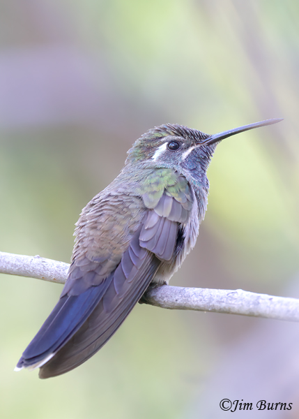 Blue-throated Mountain-Gem male dorsal view--9948