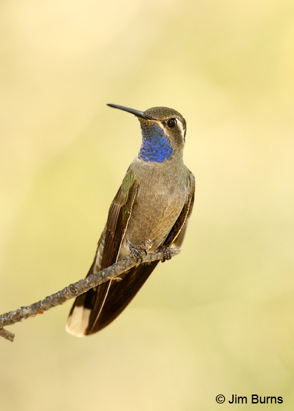 Blue-throated Mountain-Gem male