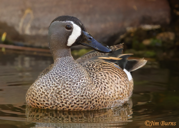 Blue-winged Teal male facial stripes--9737