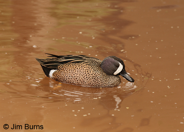 Blue-winged Teal male close-up