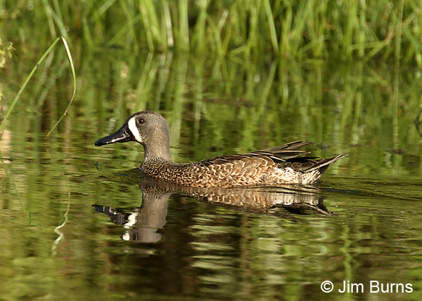 Blue-winged Teal male eclipse plumage