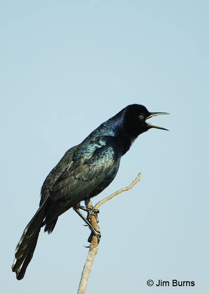 Boat-tailed Grackle male