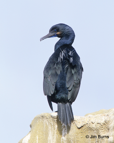 Brandt's Cormorant adult breeding plumage