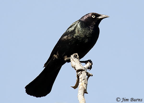 Brewer's Blackbird male #2--3794