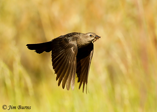 Brewer's Blackbird female in flight with food items--3805