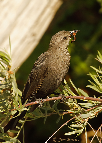Brewer's Blackbird female with worms for nestlings--3809