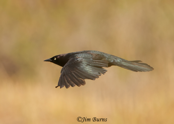Brewer's Blackbird male in flight showing iridescence--2429