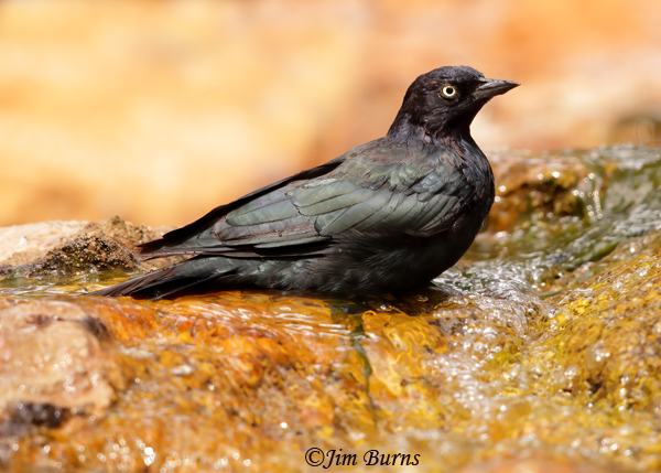Brewer's Blackbird male bathing--4448