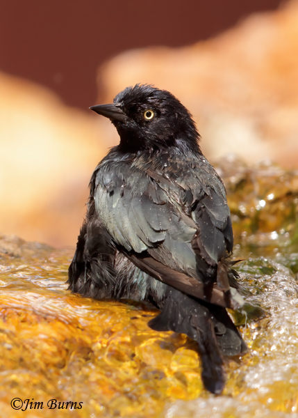 Brewer's Blackbird male bathing, dorsal view--4488