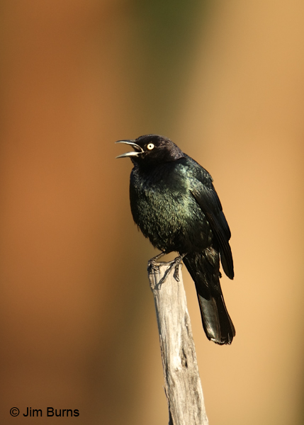 Brewer's Blackbird male calling