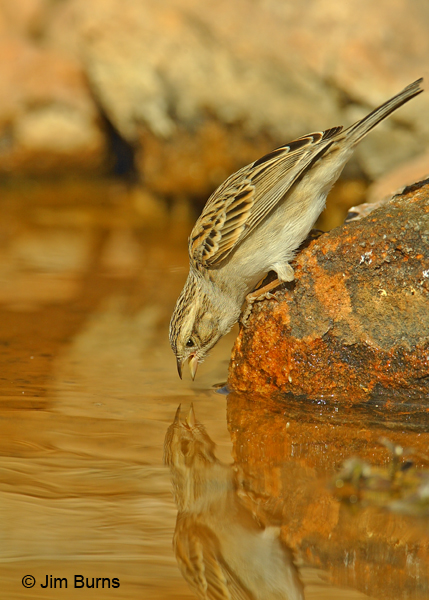 Brewer's Sparrow adult drinking