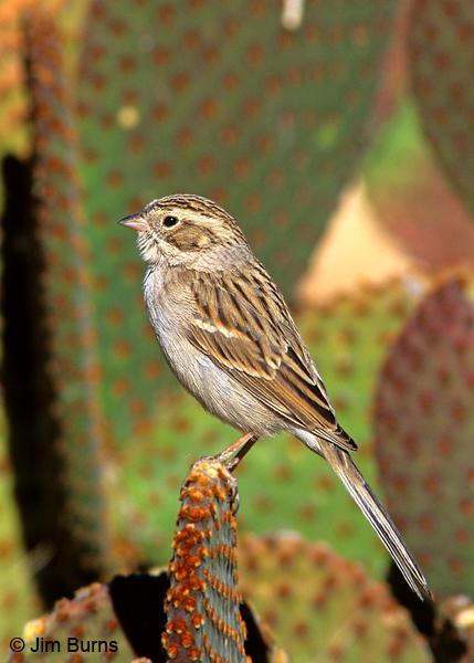 Brewer's Sparrow on cactus