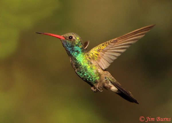 Broad-billed Hummingbird male in flight--9403