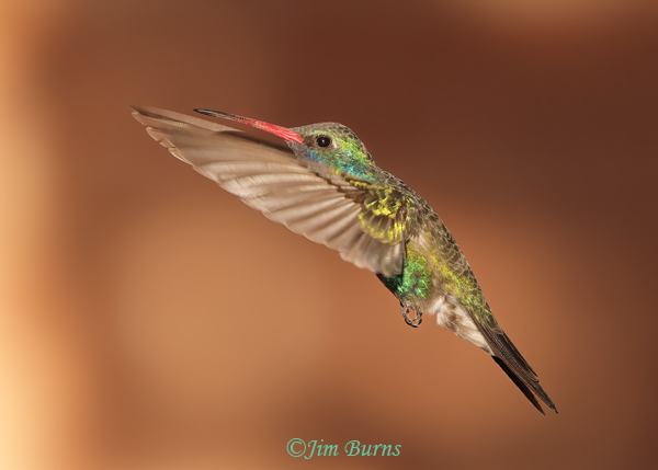 Broad-billed Hummingbird male in flight--3750