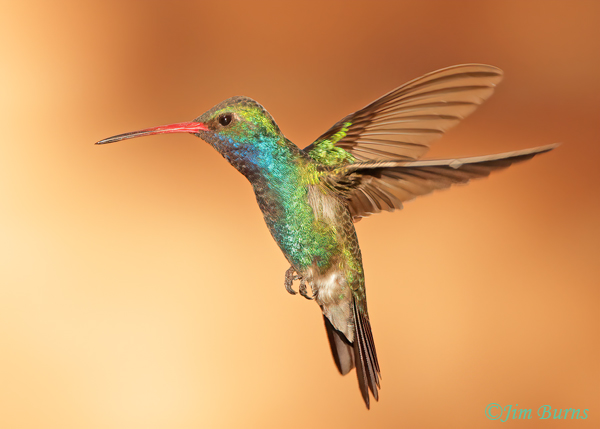 Broad-billed Hummingbird male in flight--3786
