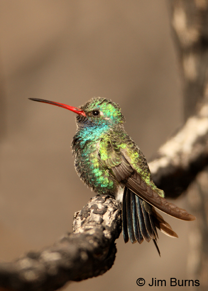Broad-billed Hummingbird male