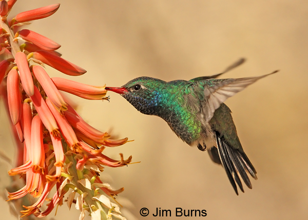 A stunning male Broad-billed Hummingbird feeds at orange aloe near the Berber Suspension Bridge.