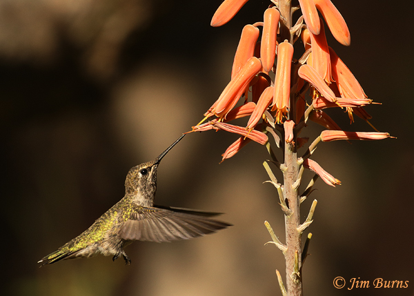 Broad-billed Hummingbird female at Aloe #3