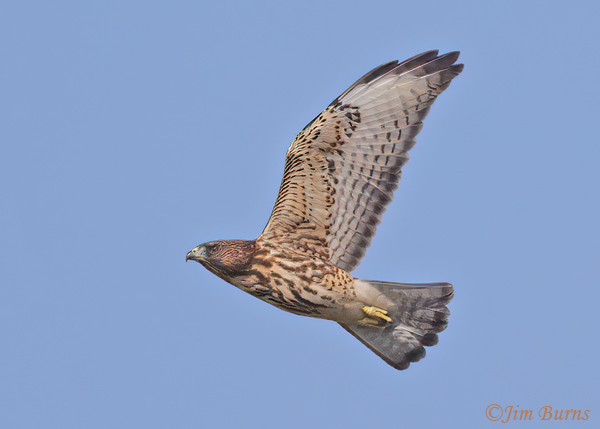 Broad-winged Hawk adult in flight, underwing--4035