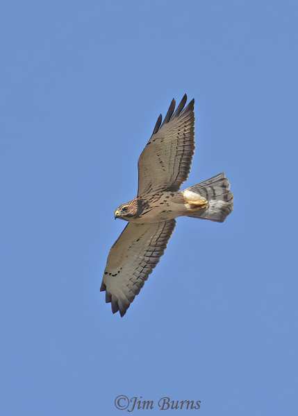 Broad-winged Hawk juvenile in flight #2--4117