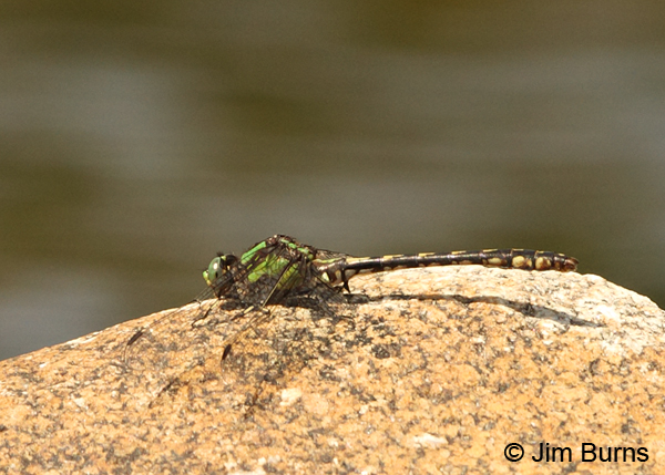 Brook Snaketail female on river rock, Washington Co., ME, July 2014