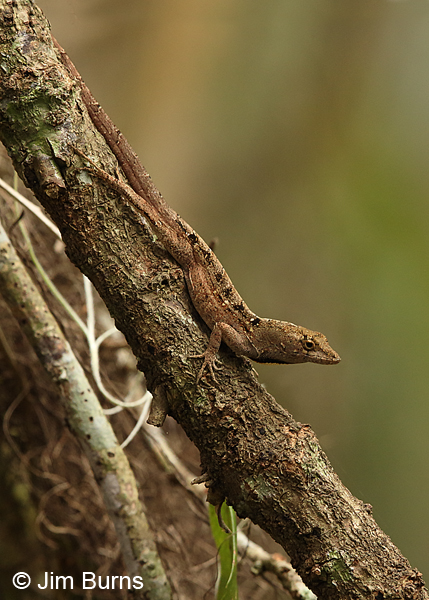 Brown Anole male