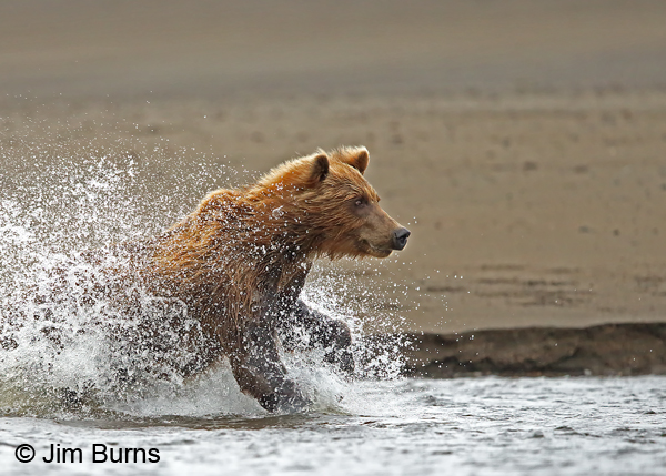 Brown Bear chasing salmon 2  9368