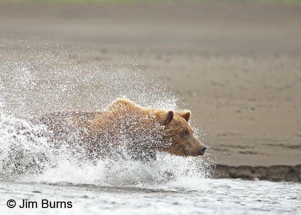 Brown Bear chasing salmon 4 9361