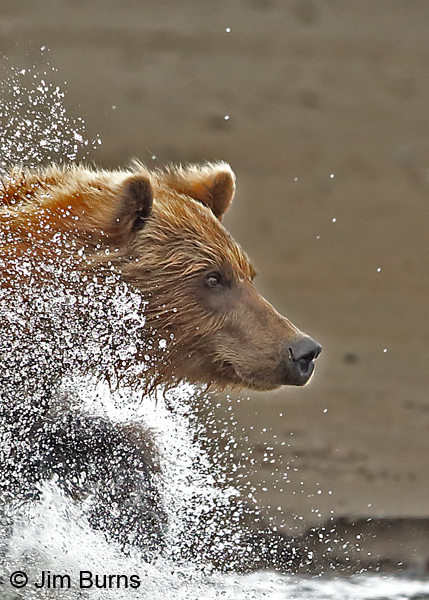 Brown Bear chasing salmon 5 9360