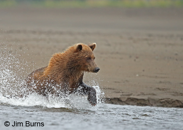 Brown Bear chasing salmon 7 9292