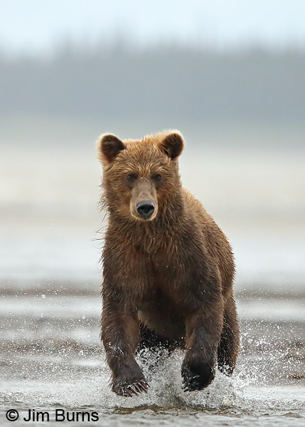 Brown Bear chasing salmon 9447