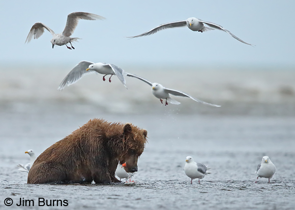 Brown Bear on salmon with Glaucous-winged Gulls 9266